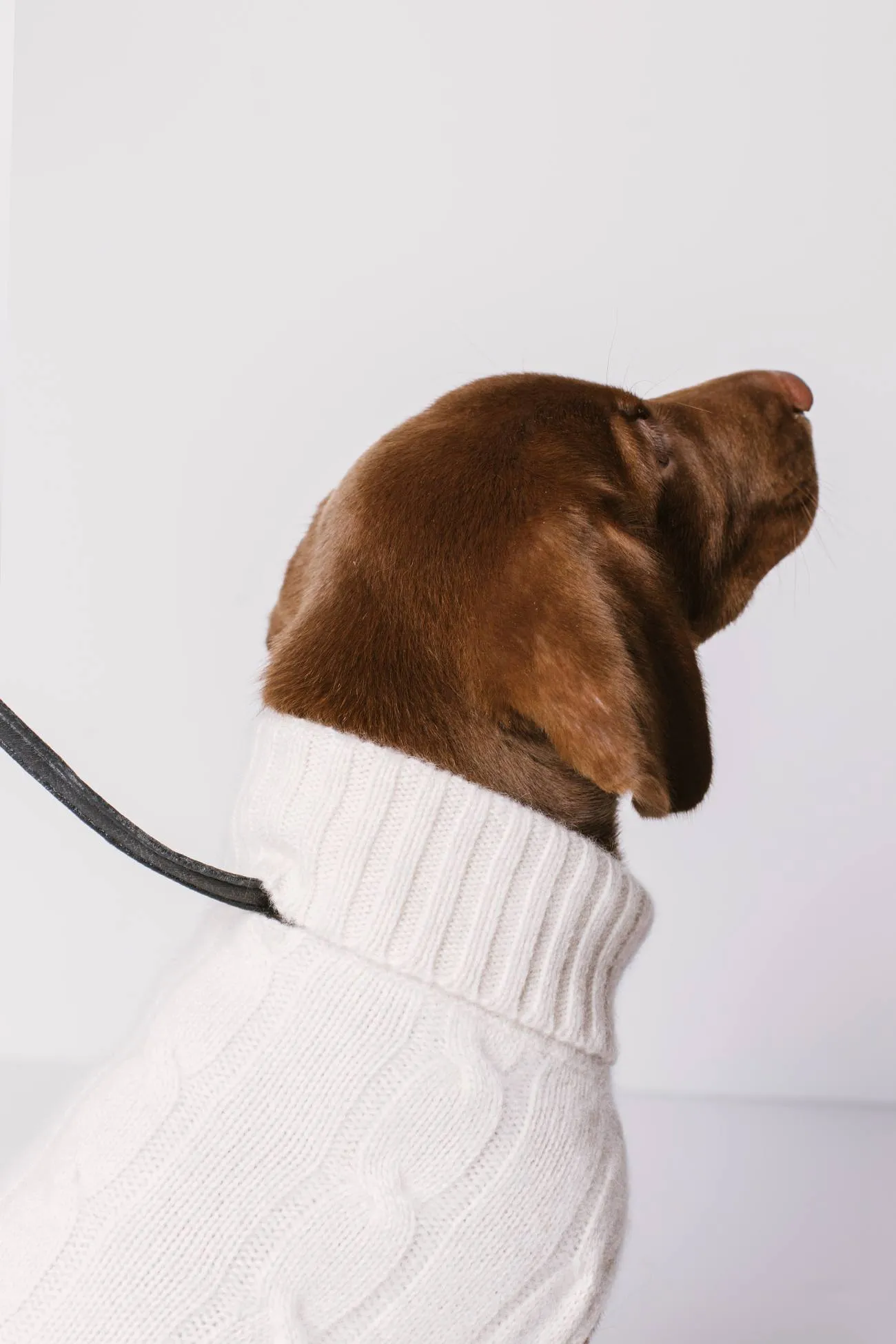 CABLE DOG SWEATER